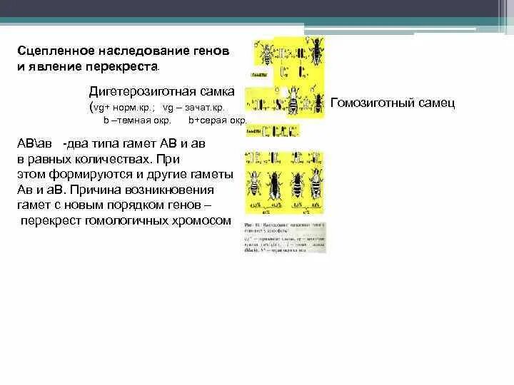 Дигетерозиготная хромосома. Дигетерозиготная хромосома