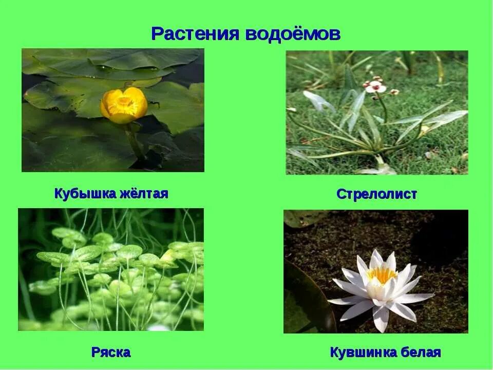 Укажите растения водоемов. Кубышка кувшинка стрелолист. Кубышка Элодея. Ряска кубышка стрелолист. Стрелолист кувшинка белая.