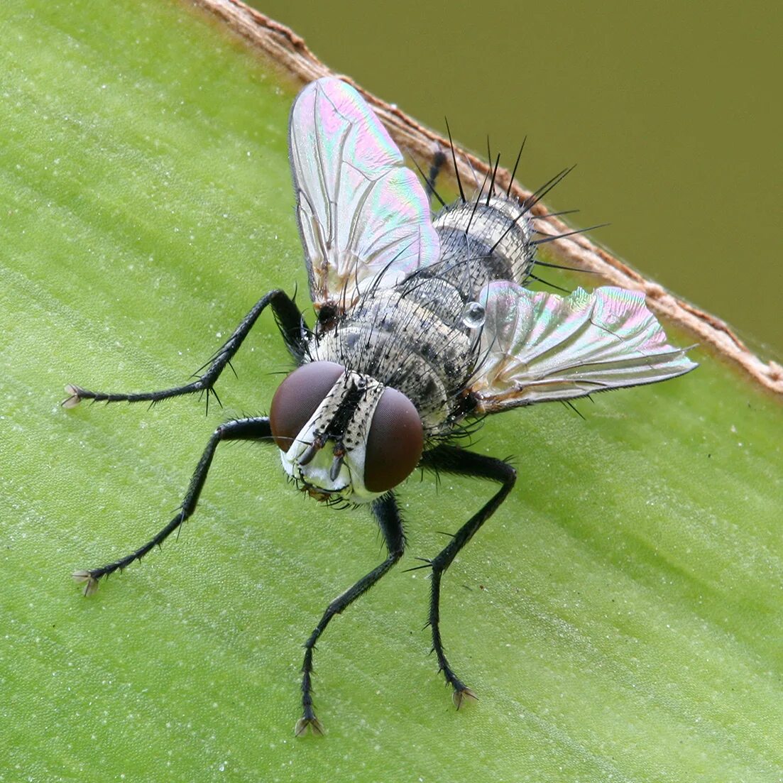 муха ежемуха. насекомое тахина 7 букв. муха тахина. муха тахина. тахины ежемухи tachinidae.
