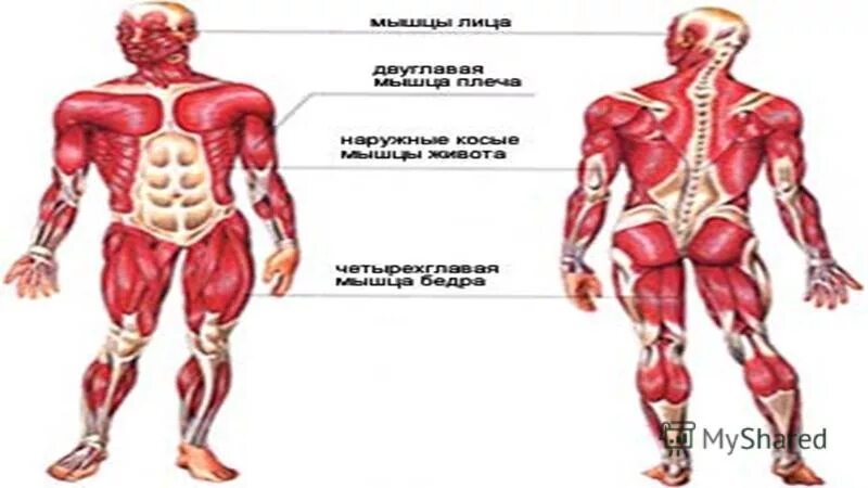мышечная система спереди и сзади. атлас анатомия человека мышечная система. основные группы мышц схема. мышцы человека егэ. мышцы человека егэ.