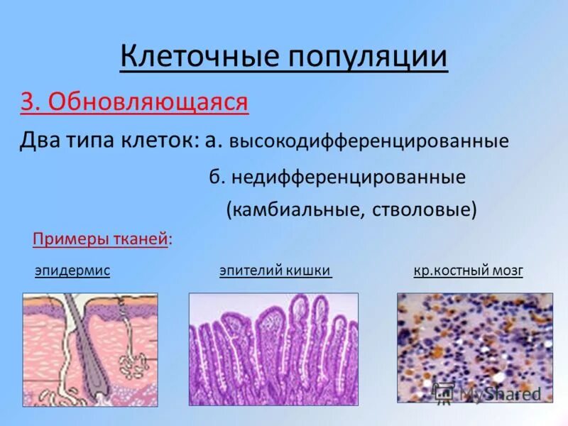 Обновляющиеся клеточные популяции. Общая характеристика опухолей. Растительные ткани образовательные ткани (меристемы. Стабильная популяция клеток. Недифференцированные (незрелые) клетки это.
