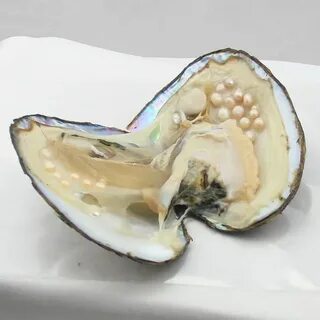 Pearl oysters