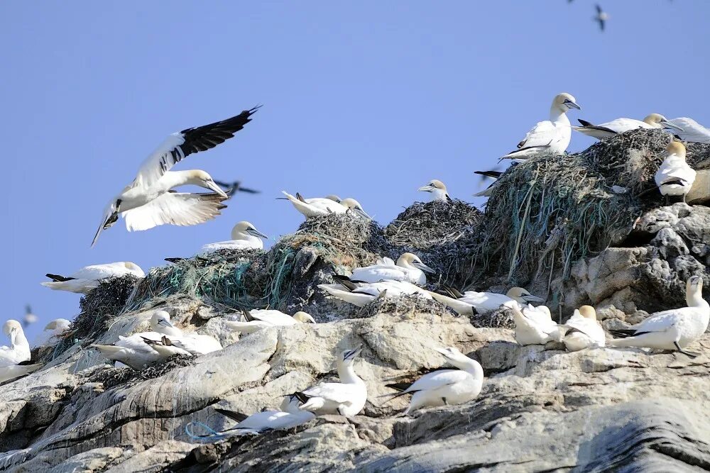 Seabirds it seems