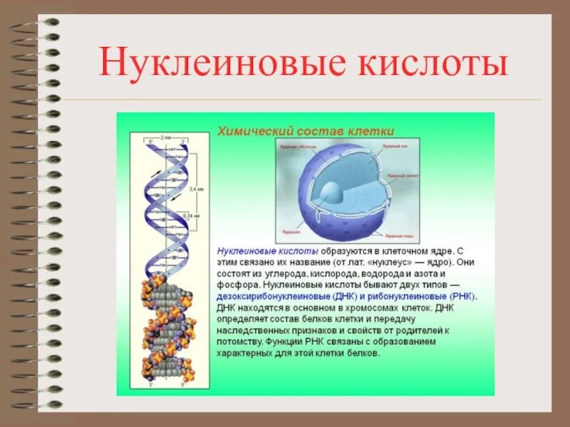 Химические соединения биология