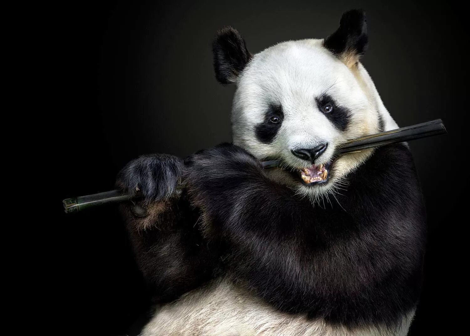 Pandas windows