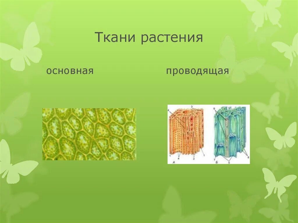 Образовательная ткань растений 6 класс биология. Растительные ткани. Типы тканей растений. Ткани растений основная ткань.