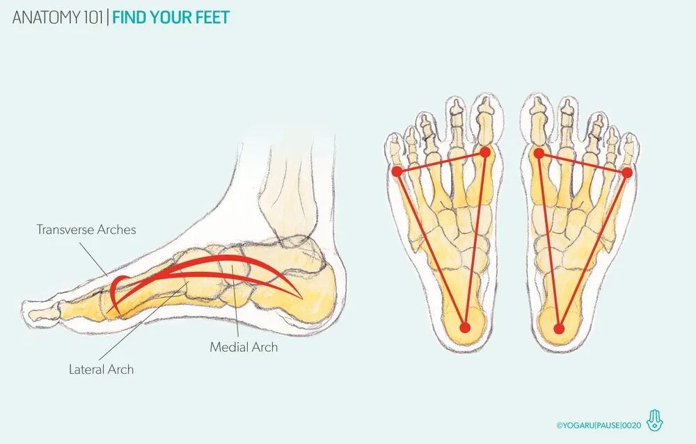 Облегченная стопа. Точка опоры поперечного свода стопы. Продольный и поперечный свод стопы. Три точки опоры стопы. Стопа свод стопы анатомия.
