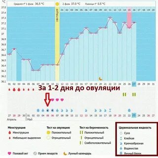 Оплодотворение перед месячными