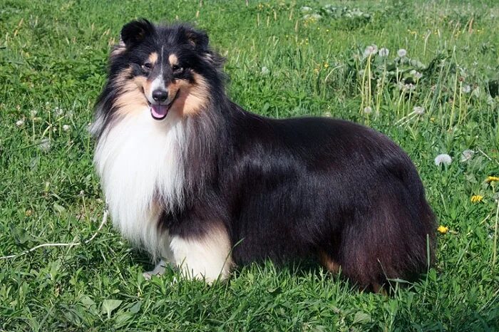 шелти размер. шелти собака питомник графское поместье. из графского поместья питомник шелти. аэнор из графского поместья. питомник графское поместье.