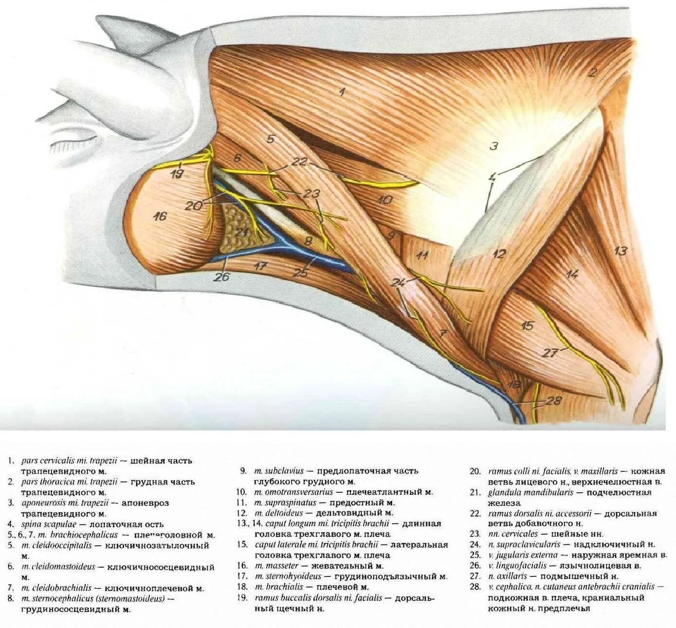 Свинья шея где находится. Сонная артерия у поросенка. Яремная Вена и Сонная артерия у свиньи. Сонная артерия и яремная Вена у свинье схема.