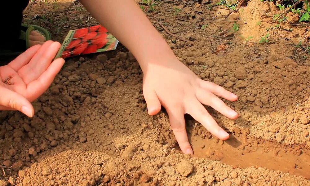 Морковь семена. Семена моркови с песком. Способы посева моркови с крахмалом в открытый грунт. Как посадить морковь с песком. Подкормка растений золой.