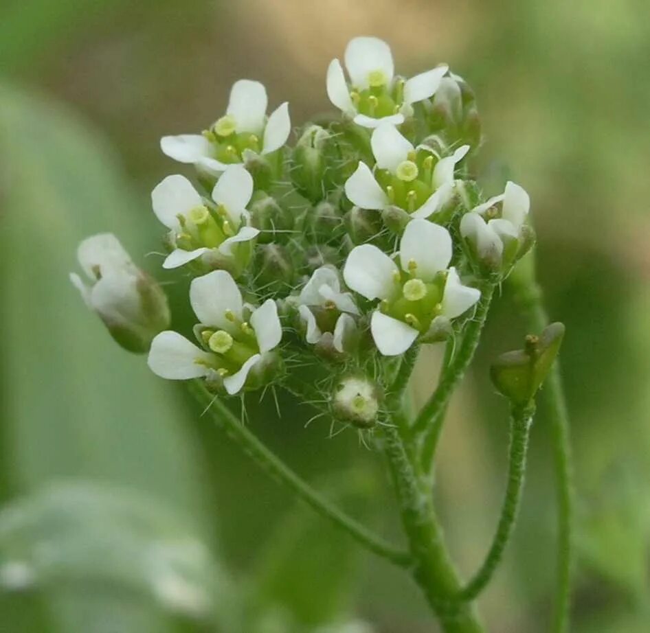 Пастушья сумка (Capsella Bursa-pastoris). Пастушья сумка обыкновенная (Capsella Bursa-pastoris). Ярутка Полевая. Пастушья сумка обыкновенная (Capsella Bursa-pastoris (l.) medik.). Трава верности