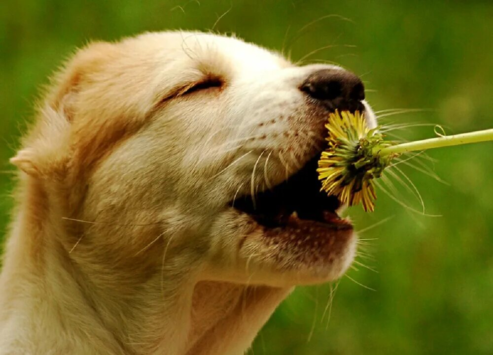 Обоняние собаки. Собака нюхает. Радостные животные. Собака нюхает цветок.