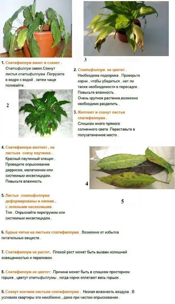 Сохнет спатифиллум причины. Спатифиллум желтеют листья. спатифиллум сохнут кончики листьев. спатифиллум подсыхают кончики листьев. спатифиллум разросшийся.