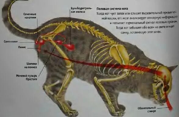 Строение органов кота. Расположение органов у кошки. Анатомия кота репродуктивный орган. Сколько длится спаривание
