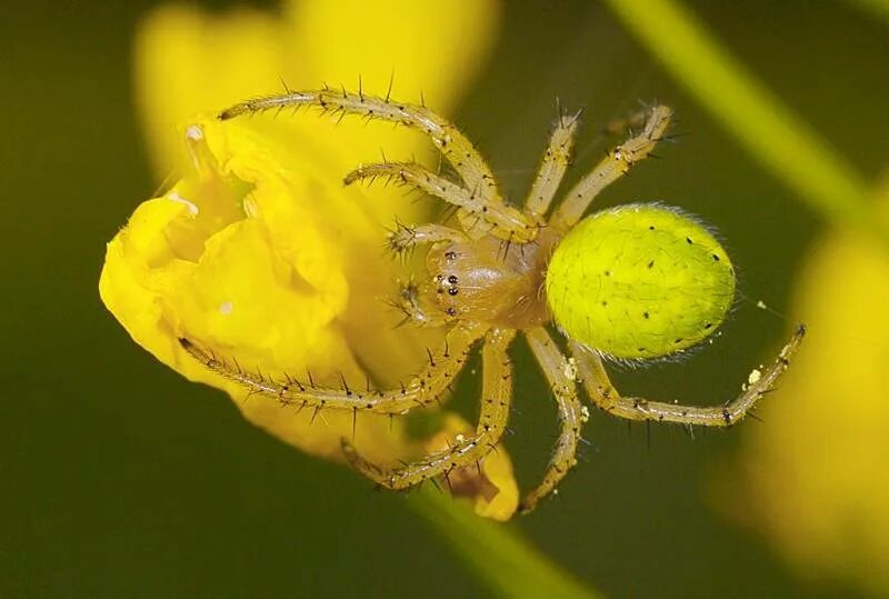 Аргиопа дольчатая argiope. Паук патиссон фото. Паук патиссон фото. Паук крестовик зеленый. Аргиопа дольчатая.