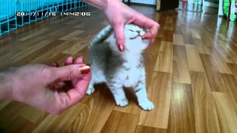 Супрастин коту можно