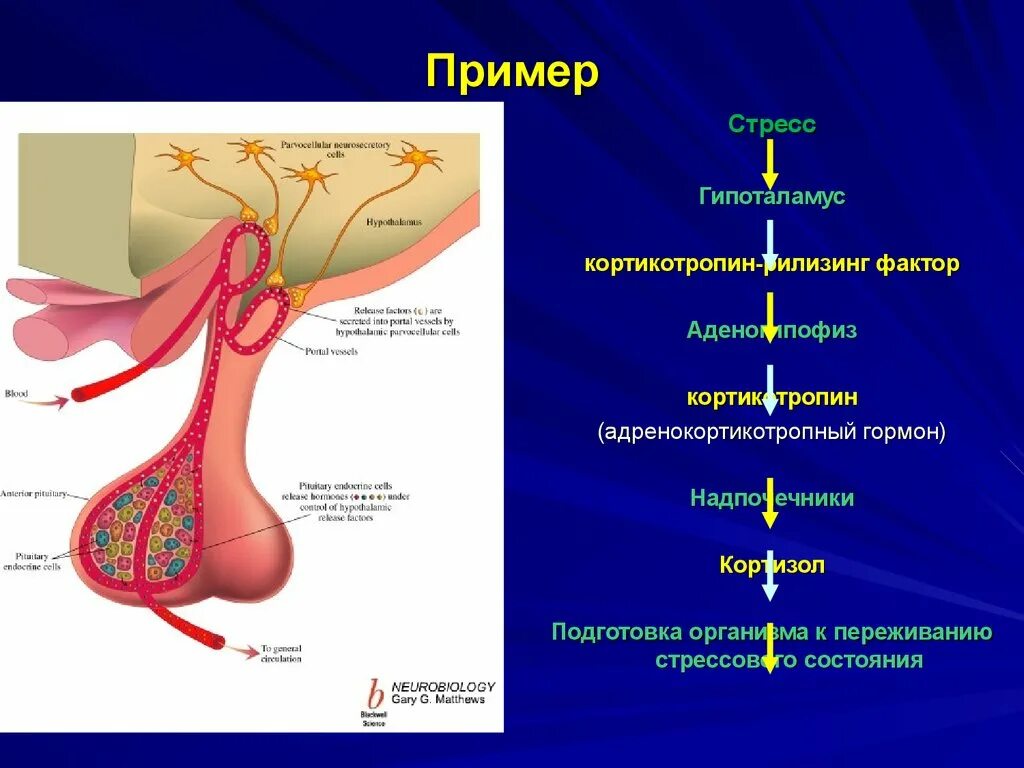 Гормоны надпочечников гормон гипофиза. Адренокортикотропный гормон гипофиза (АКТГ). Гипоталамус гипофиз АКТГ кортизол. Гипоталамус и стресс. Рилизинг гормоны гипоталамуса.