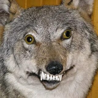 Wolf me