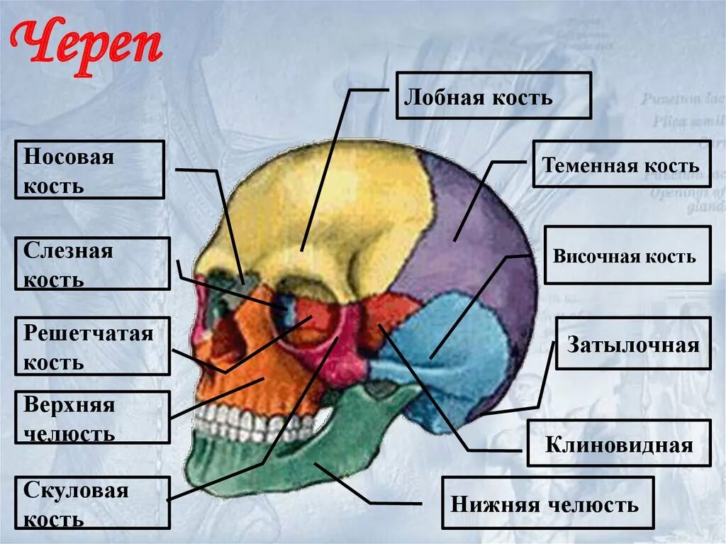 Кости черепа человека теменная кость. Скелет черепа теменная кость. Кости черепа теменная кость анатомия. Кости черепа человека височная кость.