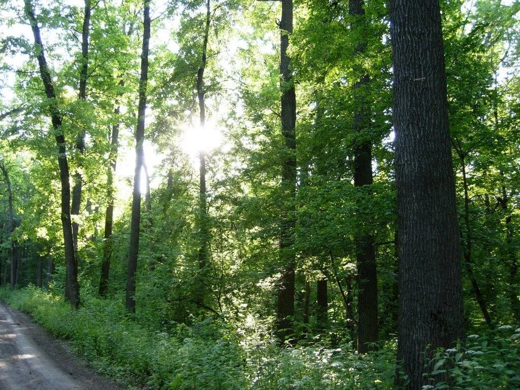 почему дубрава