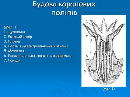 Особенности строения полип