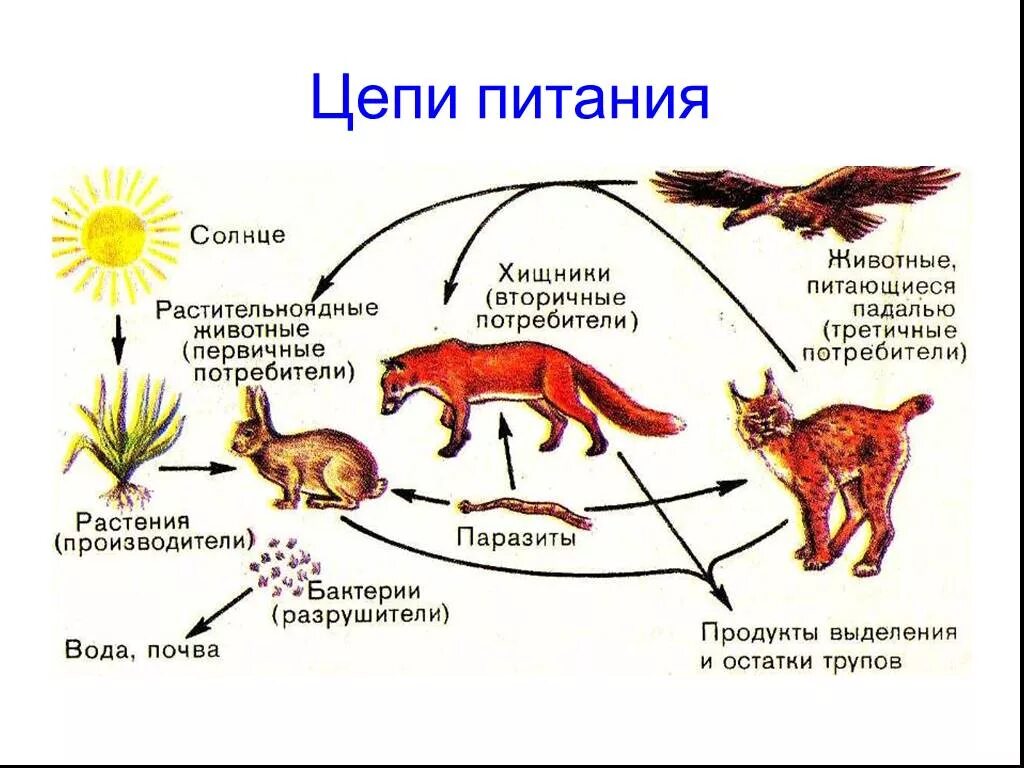 Тест по биологии 5 класс пищевые связи. Биологическая цепь питания. Пищевая цепь питания 5 класс биология. Схема звенья в цепи питания. Пищевые Цепочки 6 класс биология.