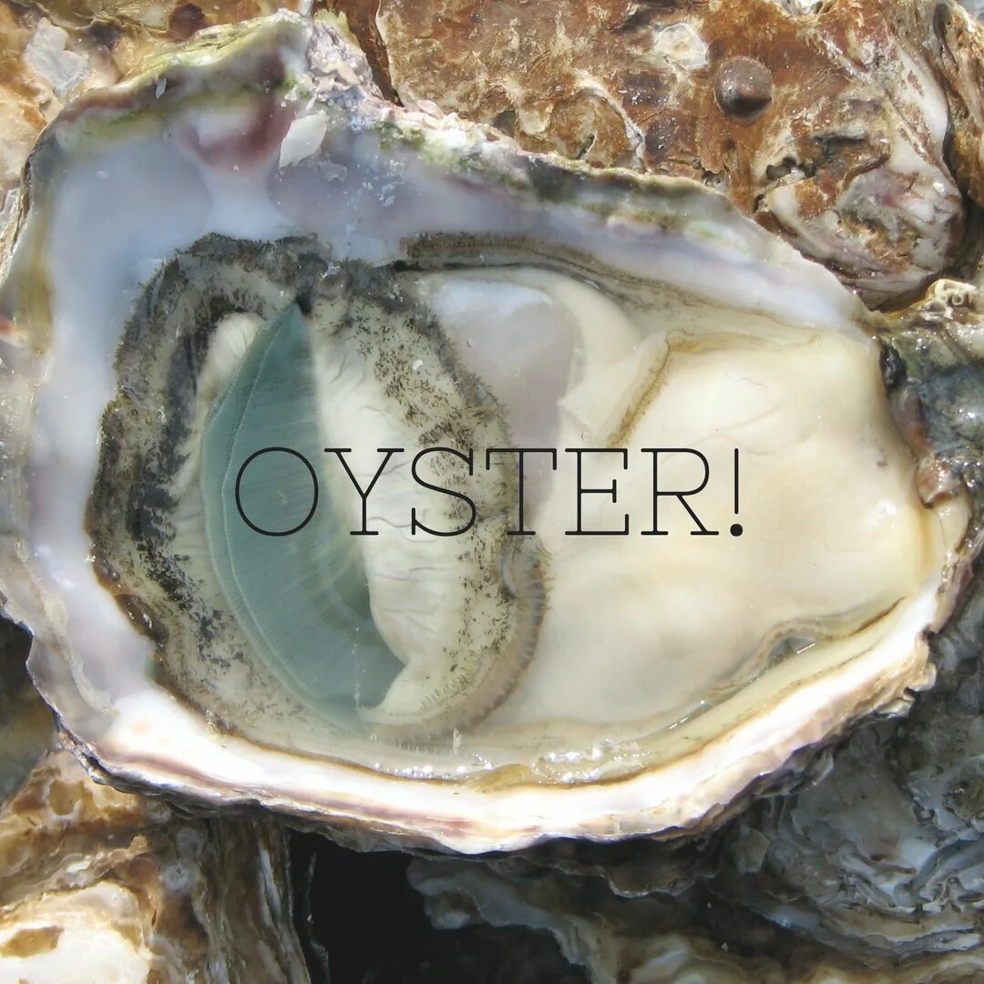 Двустворчатые моллюски геккель. Двустворчатый моллюск 7 букв сканворд. Двустворчатый моллюск 7 букв сканворд. Двустворчатая ракушка моллюск. Двустворчатый моллюск 7 букв сканворд.