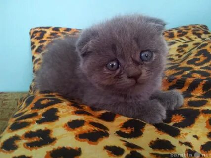 Котята на авито ростов