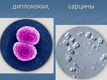 Гонококки стрептококки