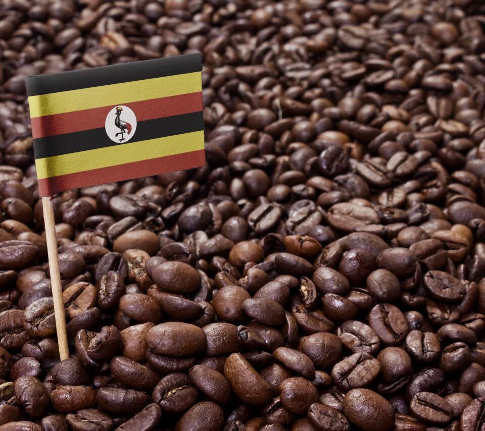 Бразилия кофе арабика. Кофе в зёрнах робуста вьетнам далат. Бразилия серрадо 1кг. Бразилия кофе арабика. Кофе арабика бразилия средней обжарки.