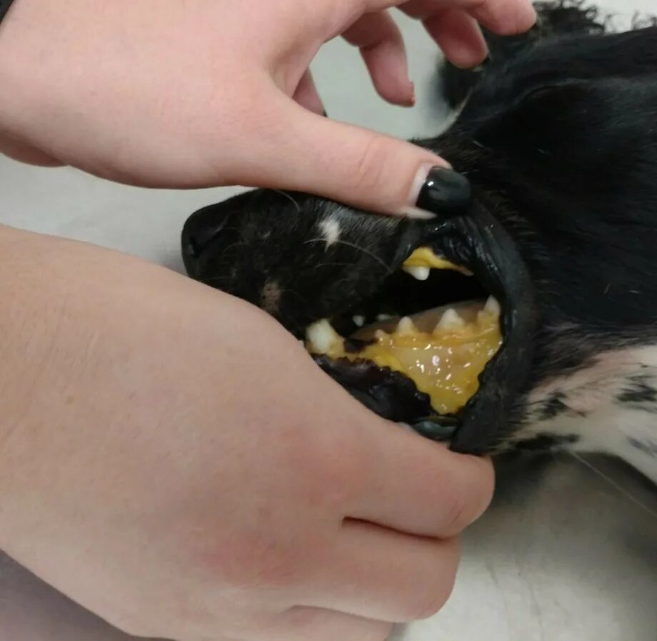 Пироплазмоз после лечения. Пироплазмоз у собак слизистые. Пироплазмоз собак желтушность.