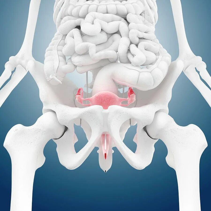 Reproductive organs. Fertilization in plants. Reproductive organs. 4 репродуктивных органа женщины in english. Reproductive organs.