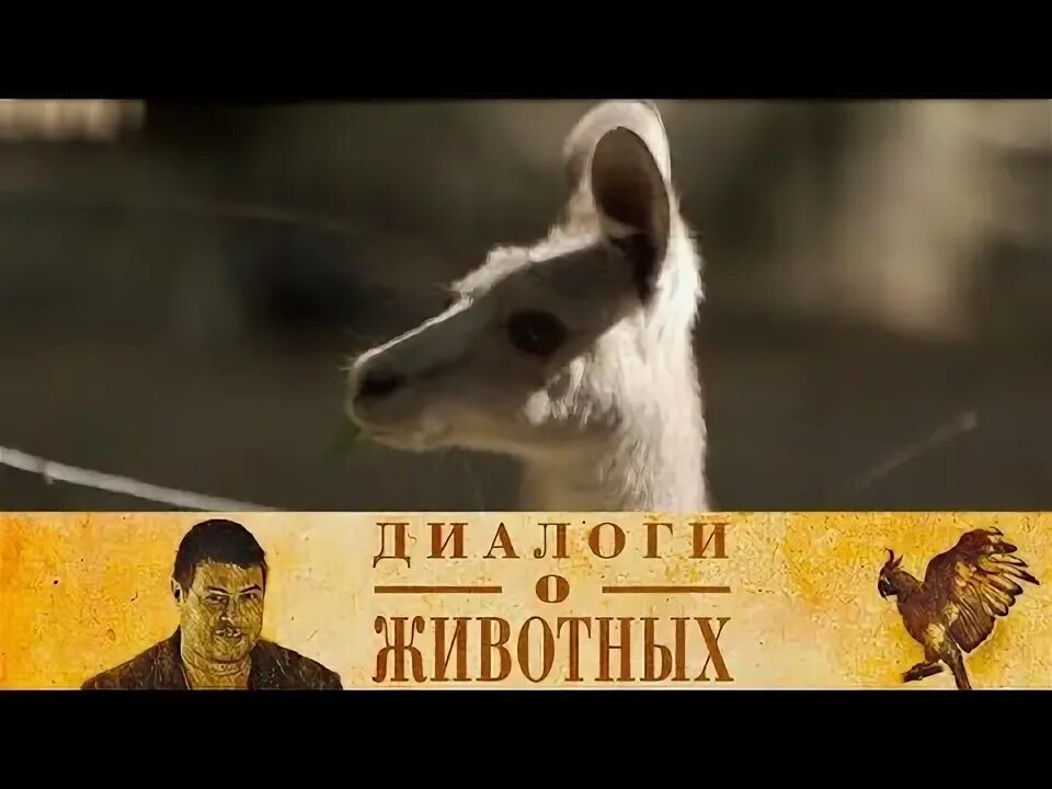 Диалог в зоопарке на русском 8 класс. Диалог в зоопарке на русском 8 класс