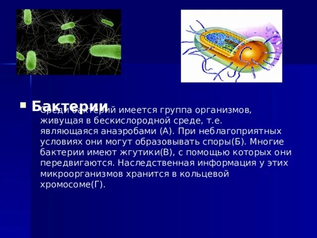 Организмы не способные к активному. Организмы живущие в бескислородной среде. Бактерии образуют споры в бескислородной среде. Бактерии живущие только в бескислородной среде. Организм способный жить в бескислородной среде.