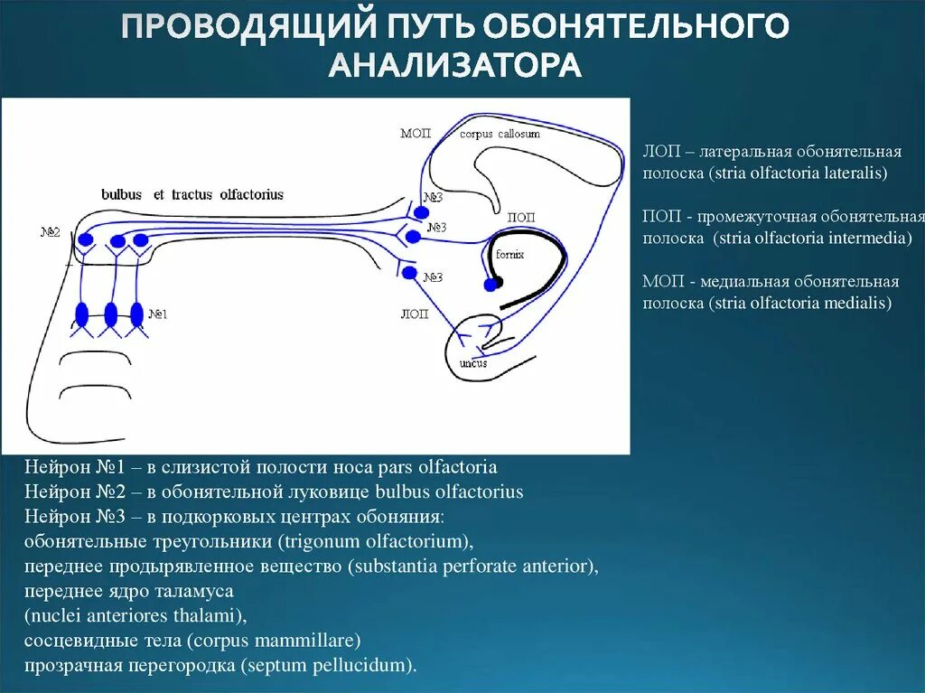 Корковый анализатор обоняния. Проводящий путь обонятельного анализатора. Начальным звеном обонятельного анализатора считают нейроны коры. Начальным звеном обонятельного анализатора считают нейроны коры. Начальным звеном обонятельного анализатора считают нейроны коры.