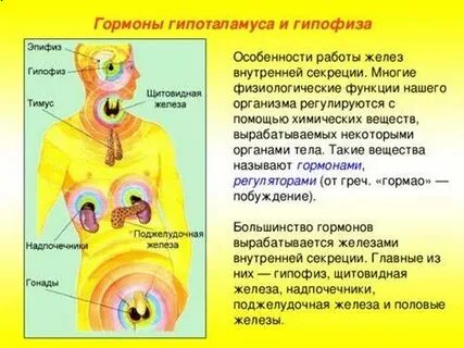 Железа внутренней секреции функции гормоны