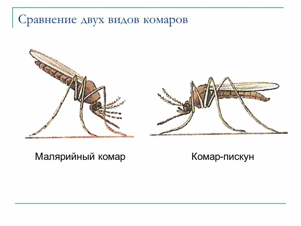 Какое развитие у малярийного комара. Комар Пискун и малярийный комар отличия. Комар рода анофелес. Москиты и малярийные комары. Комар малярийный обыкновенный (Anopheles maculipennis)..