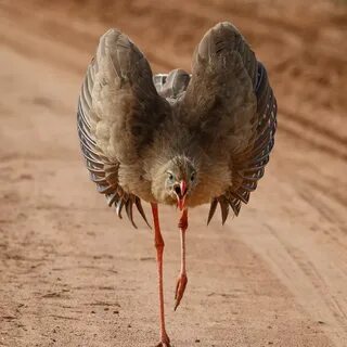 Red legged