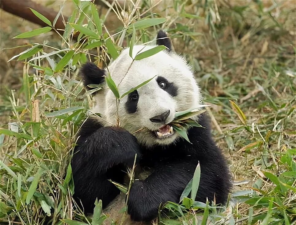 Животное ис. У панды 26 зубов. Энди Панда фото. Сколько зубов у панды. Ailuropoda microta.