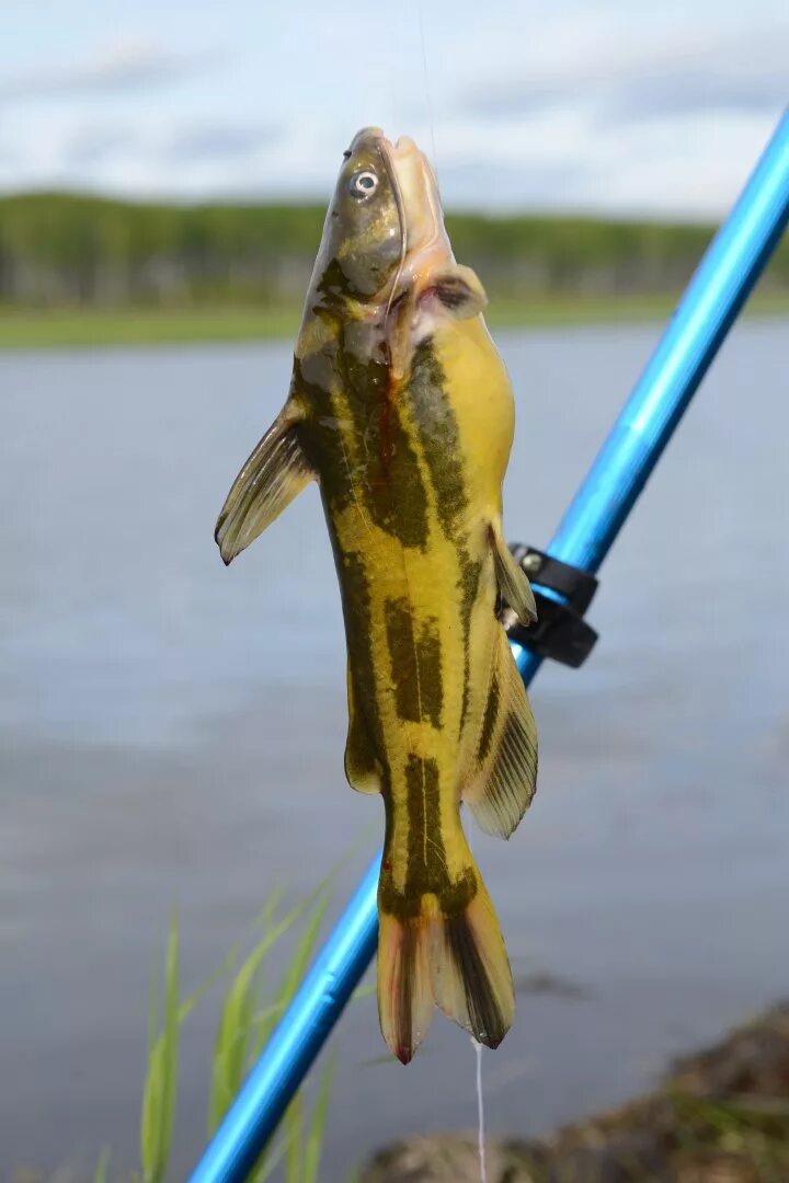 Fish berry интернет магазин. Ловить рыбу на кукурузу. Карась не рыба. Сазан на кукурузу. Рыба кукуруза.