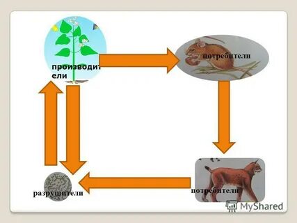 Производители потребители c