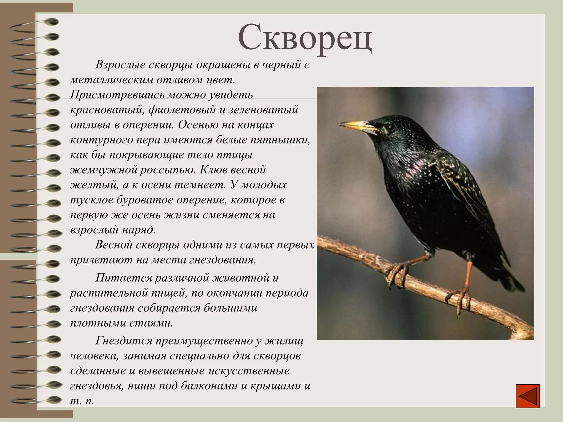 Рассказ скворцы краткое содержание. Доклад про скворца. Описание птиц. Скворец описание для детей. Скворец птица описание.