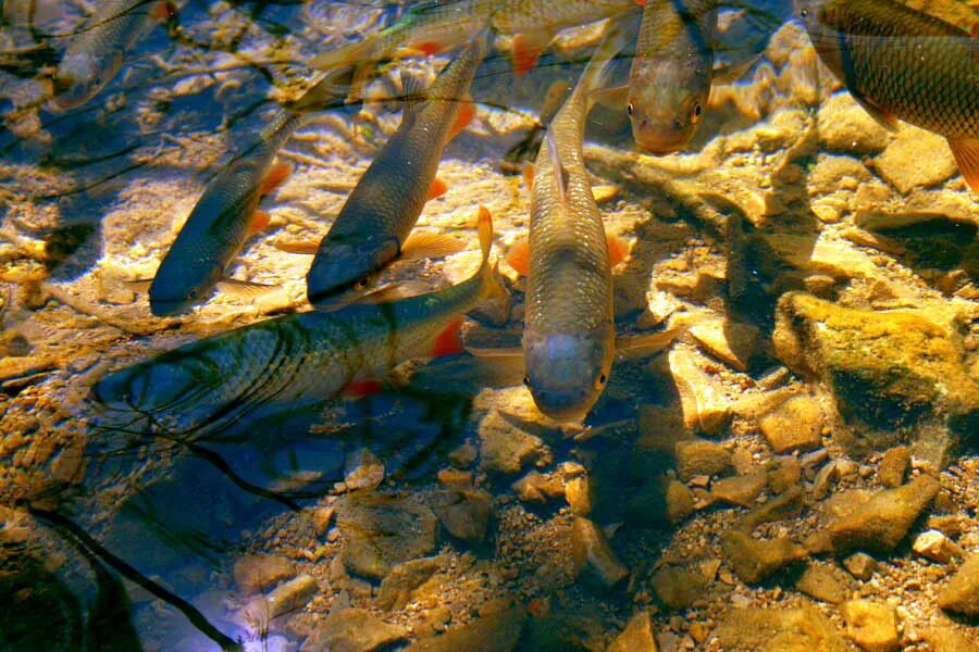 пруд карпятник талица. зимовальные ямы подводная охота. зимовальные пруды для рыбы. аэраторы для водоемов зимой. рыбы зимой презентация для дошкольников.