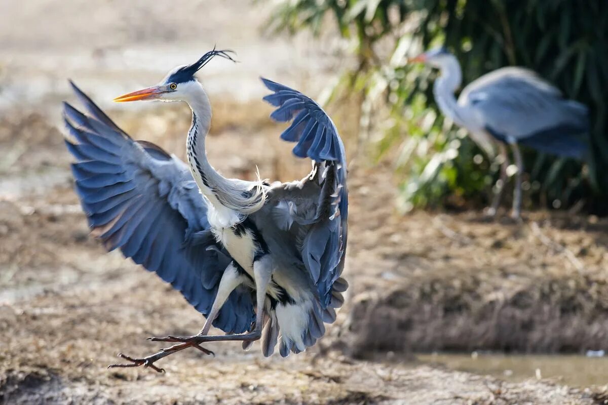 цапля геншин. красивая цапля. белощёкая цапля. хохлатая цапля. красивая цапля.