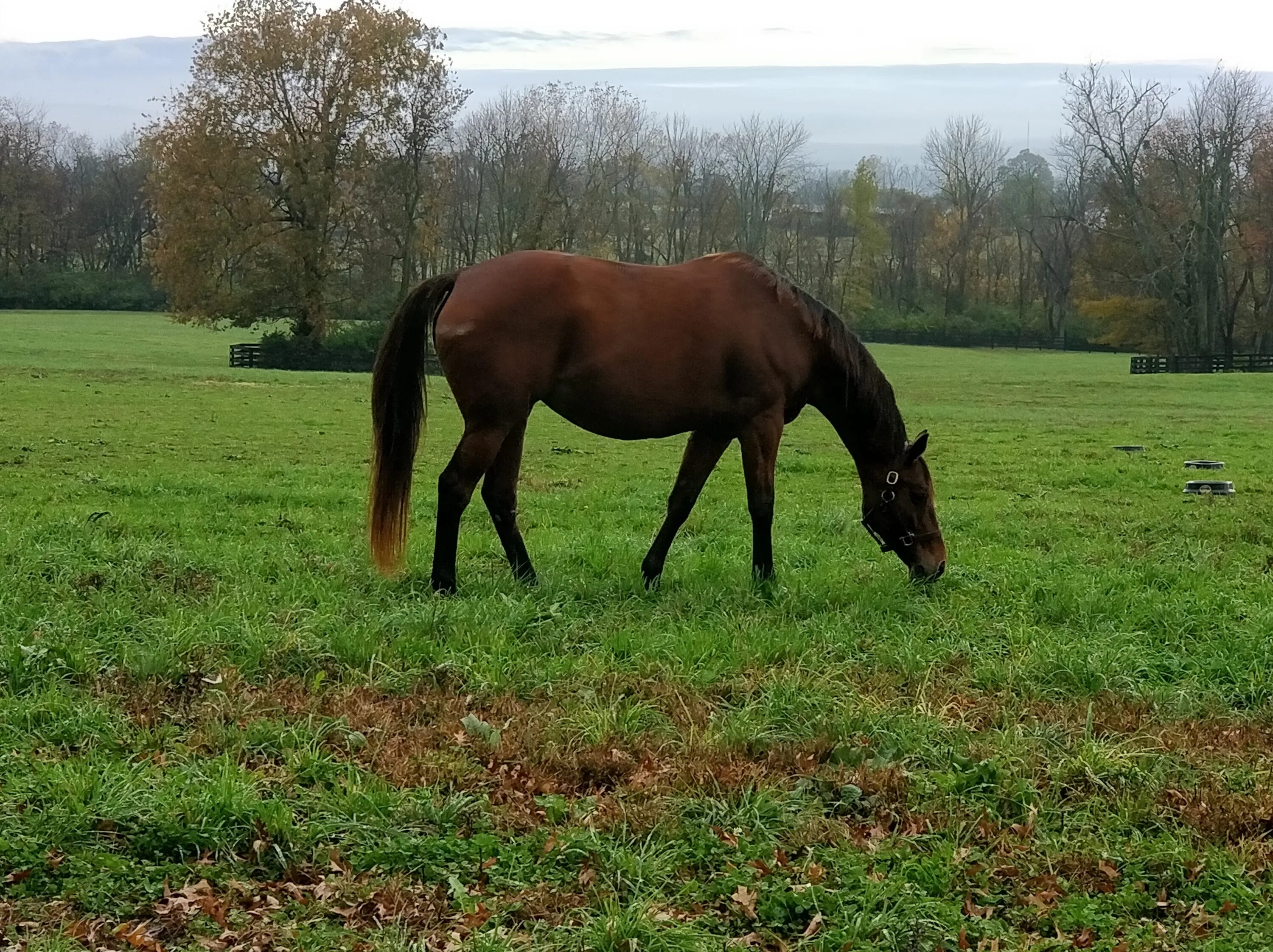 Broodmare. Хорс год