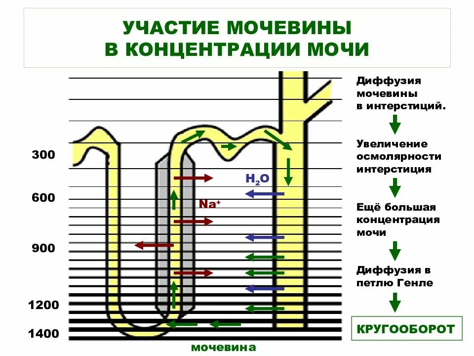 Концентрация мочевины выше