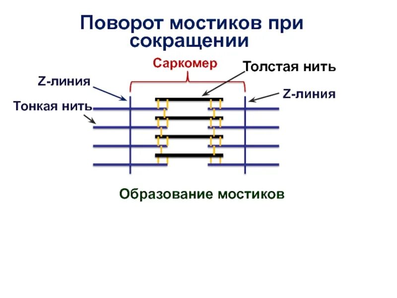 Сокращение саркомера. Саркомер сокращение. Схема сокращения саркомера. Саркомер при сокращении. Скорость сокращения саркомера.