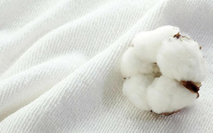 Лист хлопка как выглядит What Is Cotton A Complete Guide to the History, Characteristics, and Uses of Co