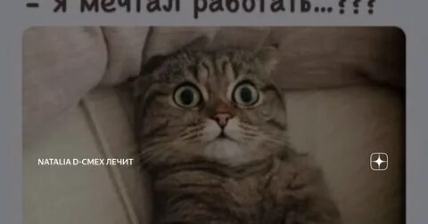 Кот говорит пошли на
